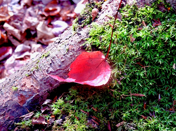 Red Leaf on Green Moss by Stephanie Moore Red Leaf on Green Moss by Stephanie Moore